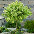 Euonymus fortunei 'Golden Harlequin'