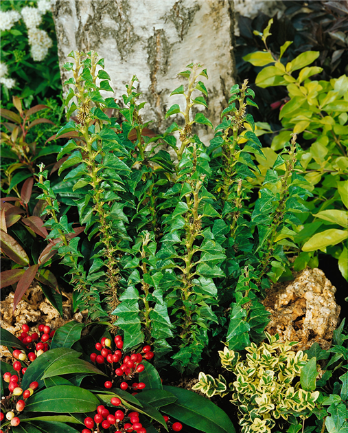 Hedera helix 'Erecta', Efeu 'Erecta'