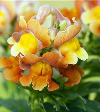 Ein Fest der Farben: Top 5 der Sommerblumen