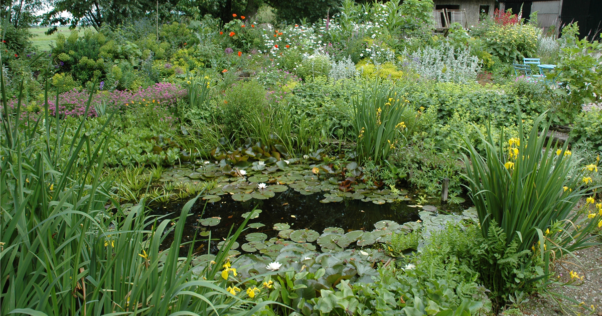 Gräser am Gartenteich Stanze Gartencenter in Hannover Hemmingen
