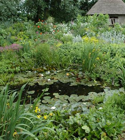 Gräser am Gartenteich