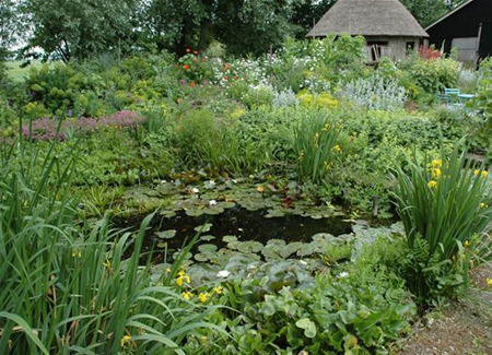 Gräser am Gartenteich Gräser am Gartenteich