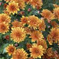 Chrysanthemum indicum 'Ordensstern'