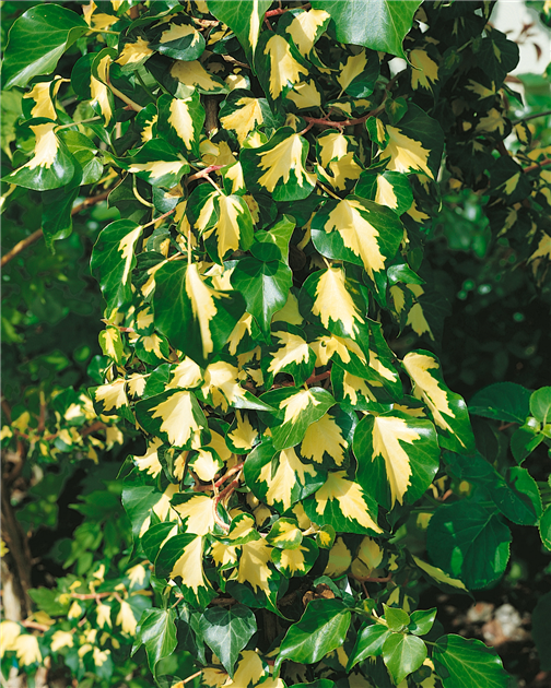 manjula efeutute Epipremnum Manjula 'Happy Leaf' (Efeutute) – Foliage Dreams main image 0