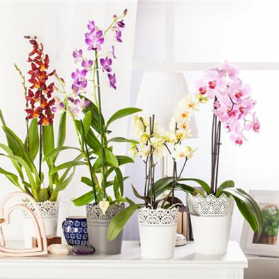 Elegante Schönheit – die Klassiker unter den Orchideen Elegante Schönheit – die Klassiker unter den Orchideen