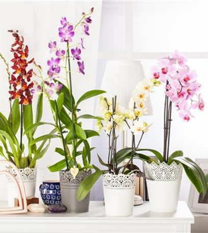Elegante Schönheit – die Klassiker unter den Orchideen