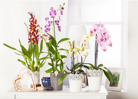Elegante Schönheit – die Klassiker unter den Orchideen Elegante Schönheit – die Klassiker unter den Orchideen