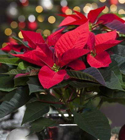 Weihnachtsstern – der Klassiker zum Fest!