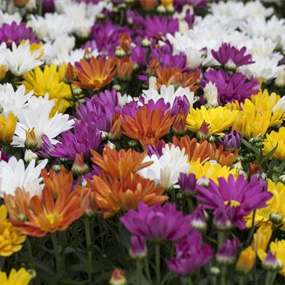 Chrysanthemen bringen Farbe in den Herbst Chrysanthemen bringen Farbe in den Herbst