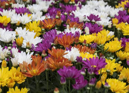 Chrysanthemen bringen Farbe in den Herbst Chrysanthemen bringen Farbe in den Herbst