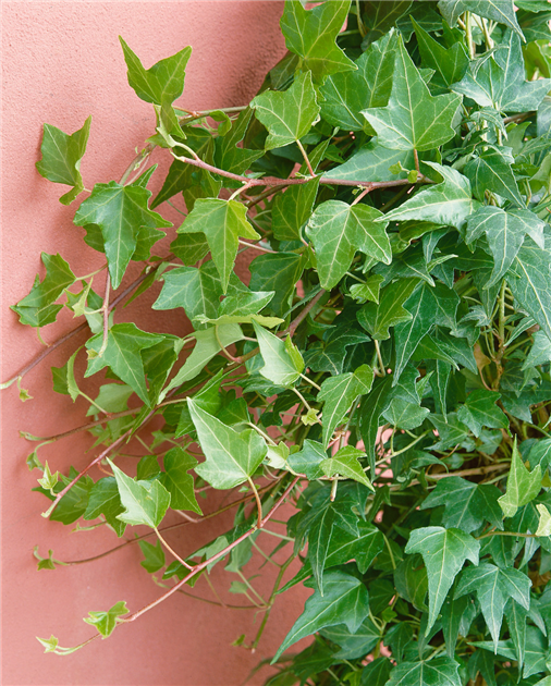 kriechende pflanzen winterhart Kriechende Zwergmispel (Cotoneaster procumbens 'Queen of Carpets') 9cm Topf main image 1