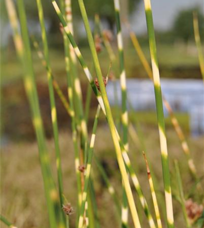 Gräser am Gartenteich