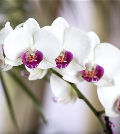 Elegante Schönheit – die Klassiker unter den Orchideen