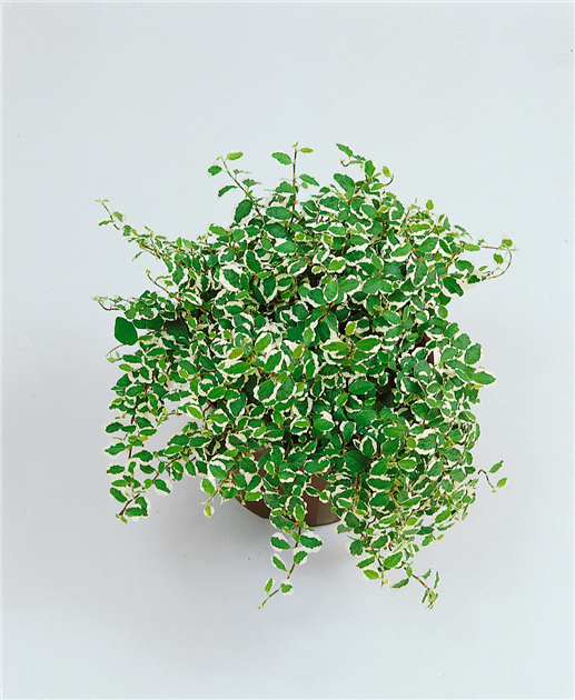 baumwollpflanze zimmerpflanze Baumwollsamen kaufen: Gossypium Herbaceum & Baumwollpflanze  HappySeed