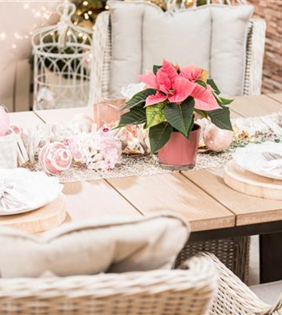 Weihnachtsstern – der Klassiker zum Fest!