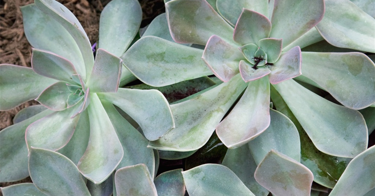 Echeveria 'Perle von Nrnberg', Echeverie