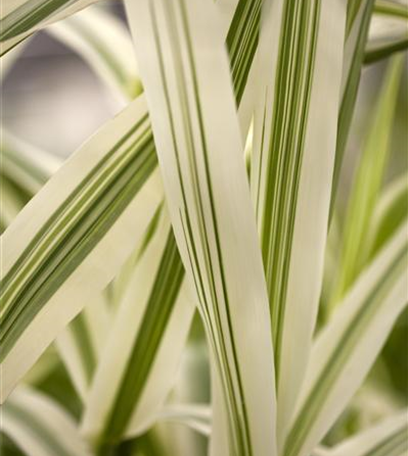 Gräser am Gartenteich