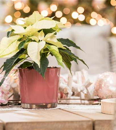 Weihnachtsstern – der Klassiker zum Fest!