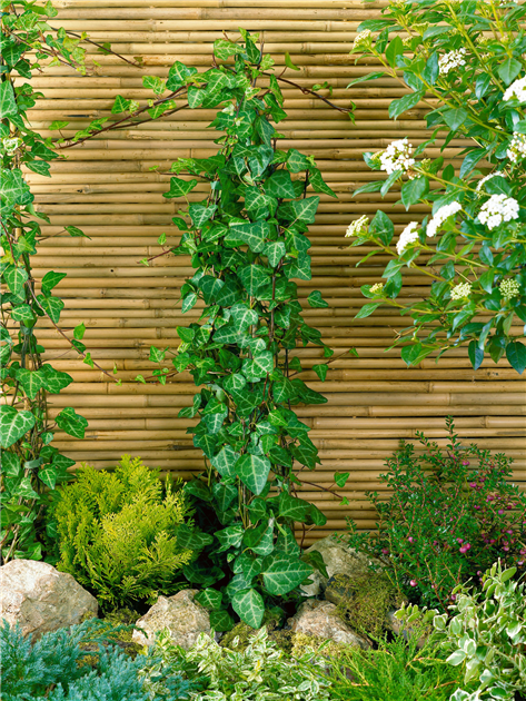 korbmarante hängt Calathea Medaillon – Medaillon-Korbmarante