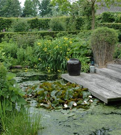 Gräser am Gartenteich