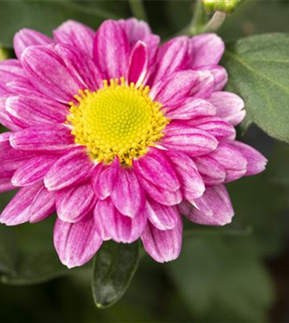 Chrysanthemen bringen Farbe in den Herbst