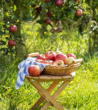 Es wird Herbst – Zeit für die Obsternte! 