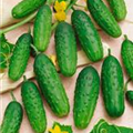 Cucumis sativus 'Cornichon'