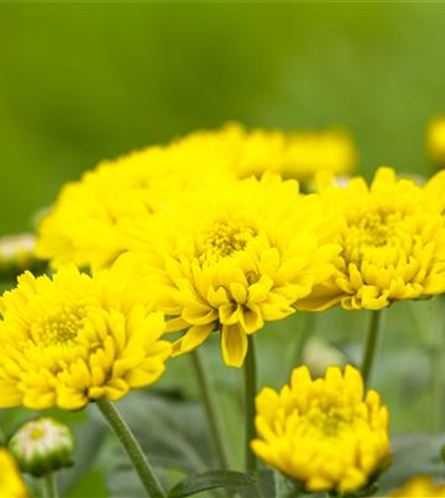 Chrysanthemen bringen Farbe in den Herbst