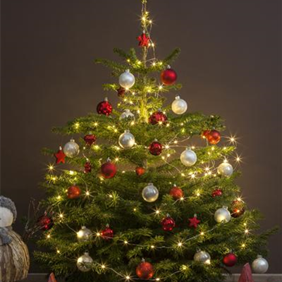 Der Christbaum: Zur Tradition des Weihnachtsbaums