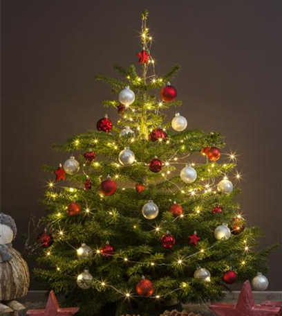Der Christbaum: Zur Tradition des Weihnachtsbaums