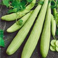 Cucumis sativus 'Delistar F1'