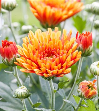 Chrysanthemen bringen Farbe in den Herbst