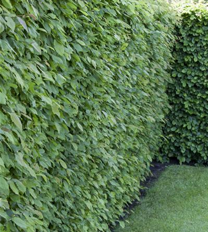 Hecken und andere Gehölze im Herbst pflanzen