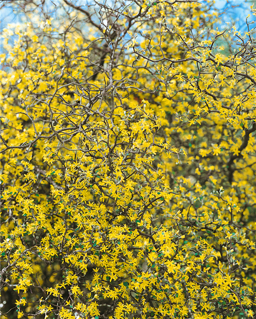 Corokia cotoneaster, Zickzackstrauch