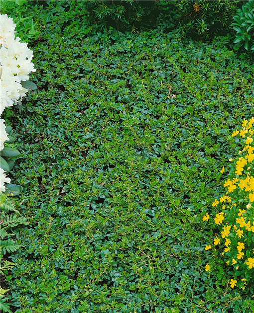 Hedera helix 'Shamrock', Efeu 'Shamrock'