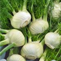 Foeniculum vulgare 'Rondo'