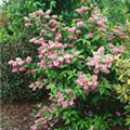 Deutzia magnifica 'Tourbillon Rouge'