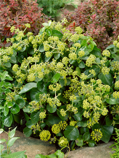 elefantenfuß besprühen Elefantenfuß - Beaucarnea recurvata main image 0
