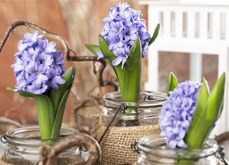 Hyazinthen, elegante Blütenwunder zu Weihnachten Hyazinthen, elegante Blütenwunder zu Weihnachten