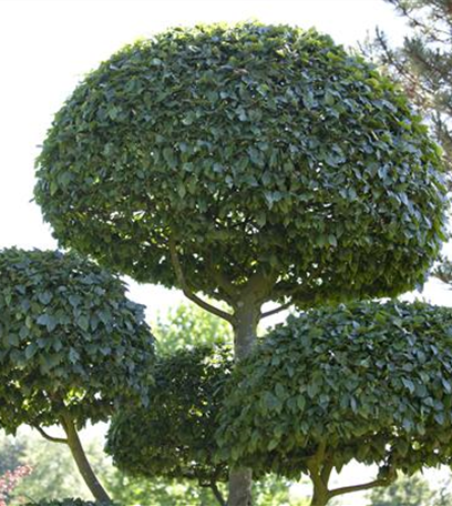 Formschnitt für Gehölze: Buchs und Baum nehmen Gestalt an