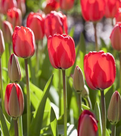 Zarte Frühlingsgrüße: Die Top 5 der Frühjahrsblüher