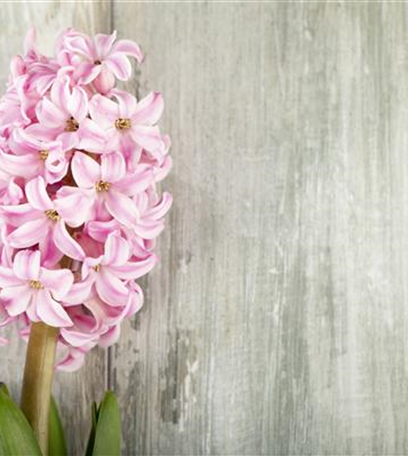 Hyazinthen, elegante Blütenwunder zu Weihnachten