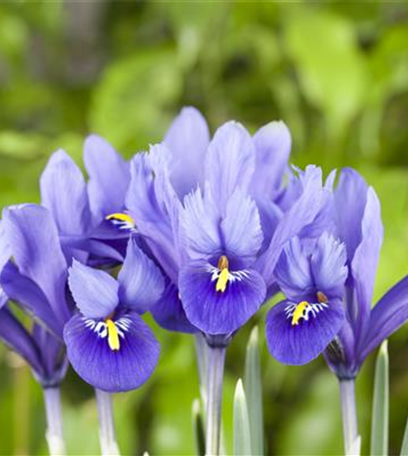 Zarte Frühlingsgrüße: Die Top 5 der Frühjahrsblüher