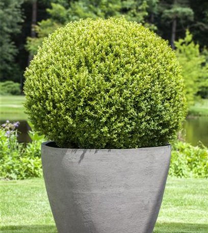 Formschnitt für Gehölze: Buchs und Baum nehmen Gestalt an