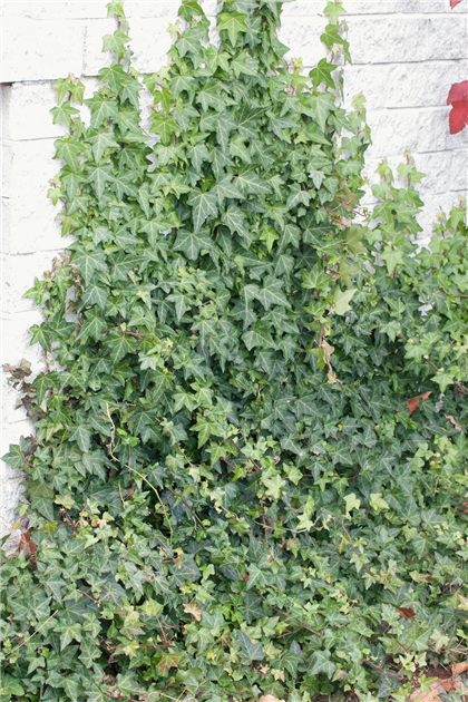 Hedera helix 'Woerner', Efeu 'Woerner'