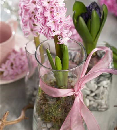 Hyazinthen, elegante Blütenwunder zu Weihnachten