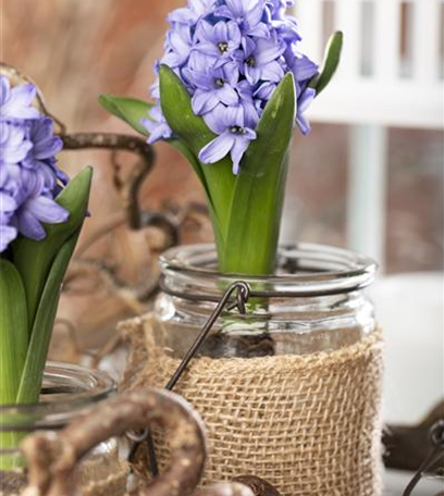 Zarte Frühlingsgrüße: Die Top 5 der Frühjahrsblüher