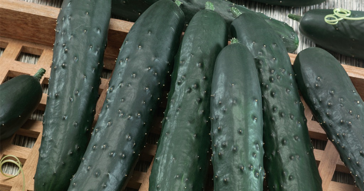Cucumis sativus 'Kastengurke'