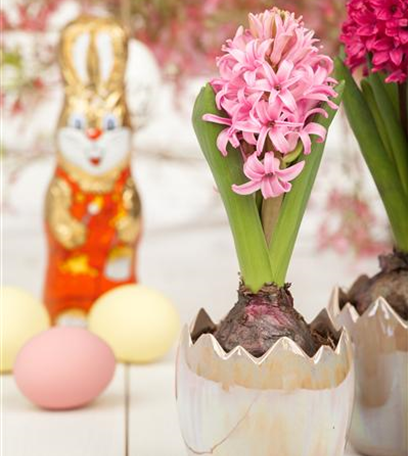 Hyazinthen, elegante Blütenwunder zu Weihnachten