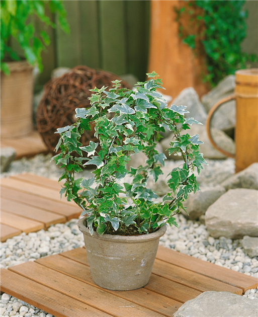 Hedera helix, Indoor, Zimmer-Efeu